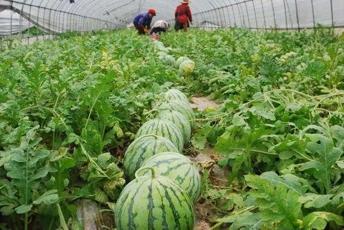 永年大瓜爆料网红视频,网红视频揭秘惊人内幕 第2张 永年大瓜爆料网红视频,网红视频揭秘惊人内幕 第2张